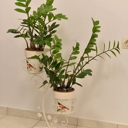 Diogenis * Rethimnon