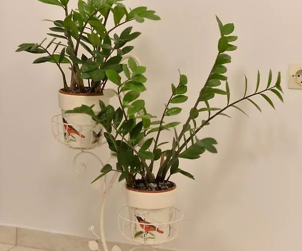 Diogenis * Ретимно